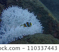 Clownfish seen at Tago diving in Izu 110337443