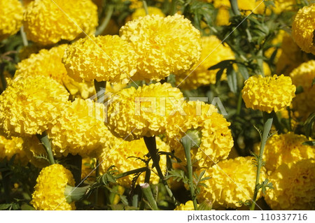 Marigold flowers in the garden. Marigold is a genus of flowering plants Marigold flowers in the garden. Marigold is a genus of flowering plants 110337716