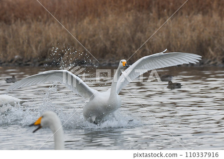 Swan 110337916