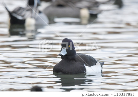 Kinkrochasshuro 110337985