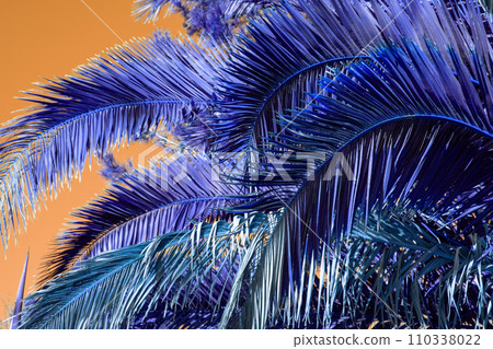 Purple palm tree leaves against the sky, juicy tropical background Purple palm tree leaves against the sky, juicy tropical background 110338022