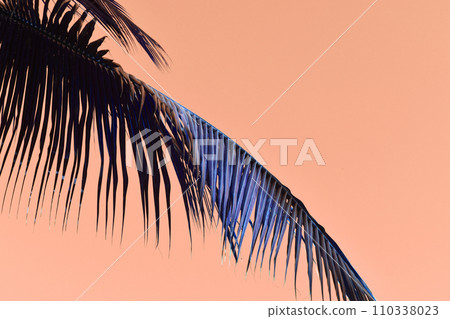 Coconut palm leaves on a pink background. Tropical background. Coconut palm leaves on a pink background. Tropical background. 110338023