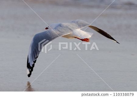 Seagull in Portsea Australia Seagull in Portsea Australia 110338079