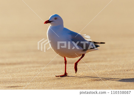 Seagull in Portsea Australia Seagull in Portsea Australia 110338087