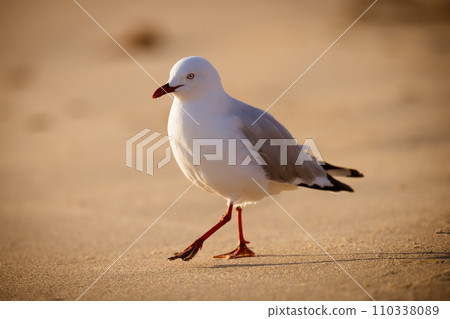 Seagull in Portsea Australia 110338089