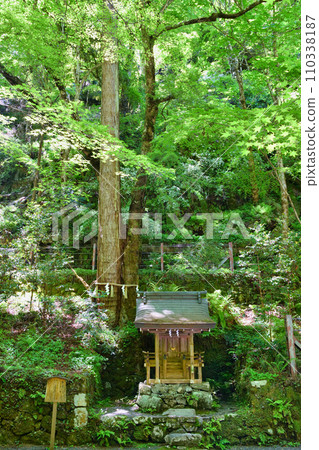 Kyoto Kifune Shrine Renri Cedar (Kyoto City, Kyoto Prefecture) 110338187