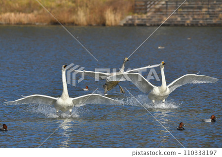 Swan Swan 110338197