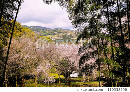 Weeping cherry blossoms blooming in Arai Castle Ruins Park in spring Weeping cherry blossoms blooming in Arai Castle Ruins Park in spring 110338296