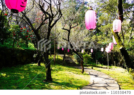 Spring weeping cherry blossom festival at Arai Castle Ruins Park 110338470