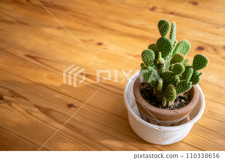 A potted cactus plant placed on the solid wood flooring 110338656