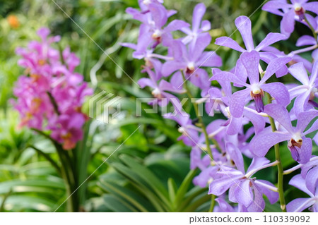 purple flowers are blooming purple flowers are blooming 110339092