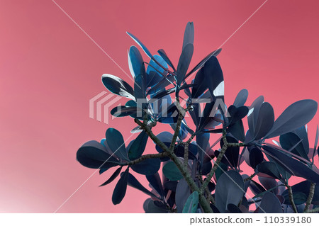 Close up of blue leaves on a tree against a pink background. Close up of blue leaves on a tree against a pink background. 110339180