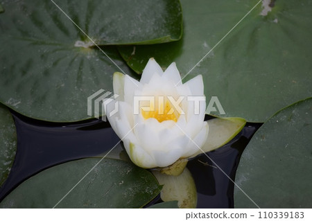 Beautiful pure white water lily 110339183