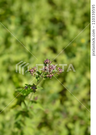 Common marjoram 110339595