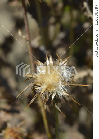 Milk thistle Milk thistle 110339597