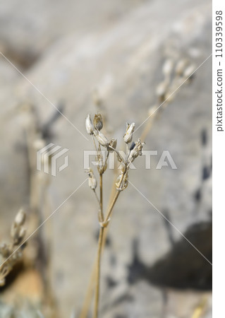 Large-flowered mouse-ear 110339598