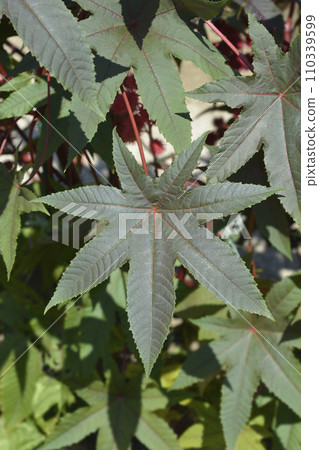 Castor oil plant Castor oil plant 110339599