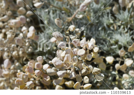 Velebit degenia Velebit degenia 110339613