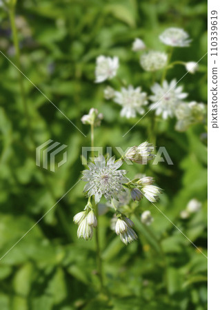 Carnic masterwort 110339619