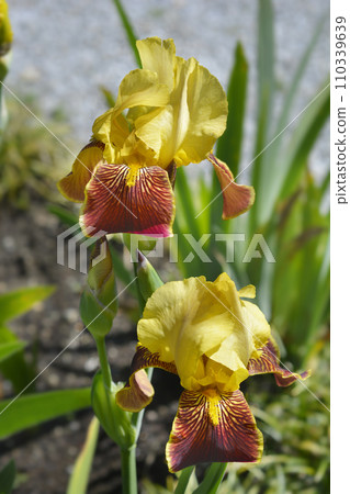 Border Bearded Iris Whoop Em Up Border Bearded Iris Whoop Em Up 110339639