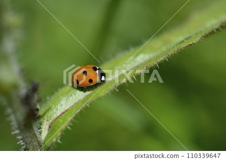 Seven-spot ladybird Seven-spot ladybird 110339647