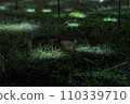 Light trajectory 110339710