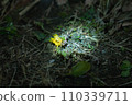Dandelion illuminated at night 110339711