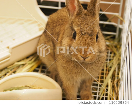 換羽兔（荷蘭侏儒兔）/室內飼養 110339864