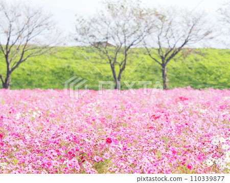 宮之下波斯菊花園和河床/福井縣福井市江上町7 宮之下波斯菊花園和河床/福井縣福井市江上町7 110339877
