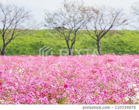 宮之下波斯菊花園和河床/福井縣福井市江上町6 宮之下波斯菊花園和河床/福井縣福井市江上町6 110339878