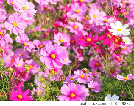 Cosmos at Miyanoshita Cosmos Garden/Fukui Prefecture, Fukui City, Egami Town 4 Cosmos at Miyanoshita Cosmos Garden/Fukui Prefecture, Fukui City, Egami Town 4 110339882