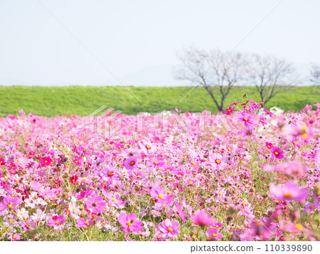 宮之下波斯菊花園和河床/福井縣福井市江上町2 宮之下波斯菊花園和河床/福井縣福井市江上町2 110339890