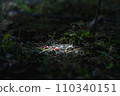 small world 110340151