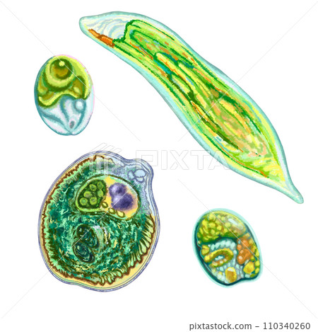 Unicellular protozoa. Color illustration of a single-celled bacterium. For printing textbooks, encyclopedias, brochures and posters on biology and medicine. For printing on objects and website design. 110340260