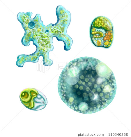 Unicellular protozoa. Set of illustration of a single cell bacterium. For printing textbooks, encyclopedias, brochures and posters on biology and medicine. For printing on objects and website design. Unicellular protozoa. Set of illustration of a single cell bacterium. For printing textbooks, encyclopedias, brochures and posters on biology and medicine. For printing on objects and website design. 110340268