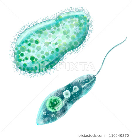Unicellular protozoa. Color illustration of a single-celled bacterium. For printing textbooks, encyclopedias, brochures and posters on biology and medicine. For printing on objects and website design. 110340270
