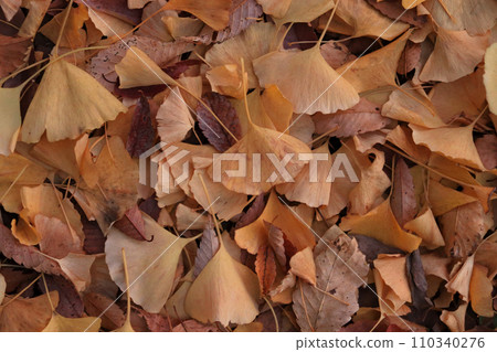 Mainly ginkgo leaf material Mainly ginkgo leaf material 110340276