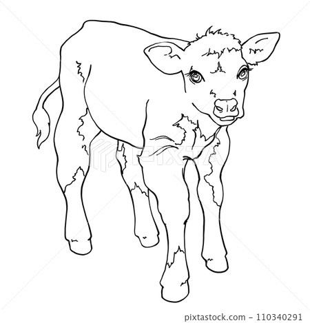 Calf, full length front view. Linear contour drawing. For printing coloring pages, logos. Use in packaging design, printing on objects and other purposes. The little bull looks ahead. Calf, full length front view. Linear contour drawing. For printing coloring pages, logos. Use in packaging design, printing on objects and other purposes. The little bull looks ahead. 110340291