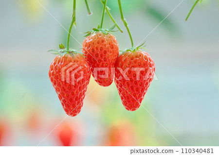 Delicious strawberry Delicious strawberry 110340481