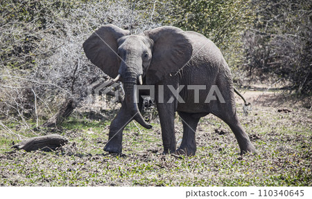 An African elephant in the mud walks along the shore of reservoir. An African elephant in the mud walks along the shore of reservoir. 110340645