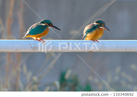 Feeling of love 110340692