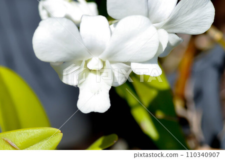 white orchid , Dendrobium sp or ORCHIDACEAE white orchid , Dendrobium sp or ORCHIDACEAE 110340907