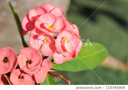 Christ Thorn, Euphorbia milii or Euphorbiaceae Christ Thorn, Euphorbia milii or Euphorbiaceae 110340909