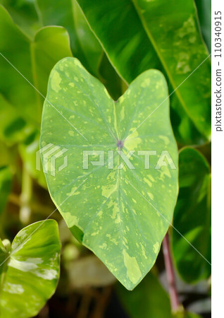 Colocasia esculenta, Lemon Lime Gecko or Colocasia Colocasia esculenta, Lemon Lime Gecko or Colocasia 110340915