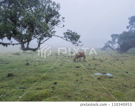 Fanal laurel forest in rain and dense fog with cow and calfs and bizarre shape mossy trees, twisted branches, moss and fern. Mysterious creepy atmosphere, Tourist point Fanal, Madeira, Portugal 110340953