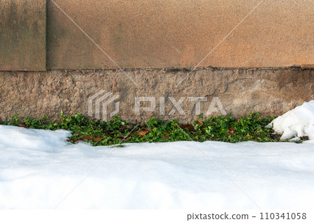Green grass growing at the foundations of house in the winter. Heat loss from the house Green grass growing at the foundations of house in the winter. Heat loss from the house 110341058