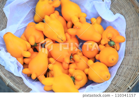 Nipple Fruit or fancy eggplant or Solanum mammosum plants have many spines, fruits with yellow nipples, fruits with tumors. The Apple of Sodom. Nipple Fruit or fancy eggplant or Solanum mammosum plants have many spines, fruits with yellow nipples, fruits with tumors. The Apple of Sodom. 110341157