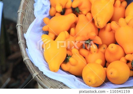 Nipple Fruit or fancy eggplant or Solanum mammosum plants have many spines, fruits with yellow nipples, fruits with tumors. The Apple of Sodom. 110341159