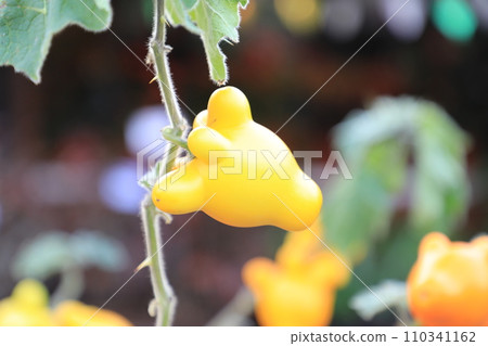 Nipple Fruit or fancy eggplant or Solanum mammosum plants have many spines, fruits with yellow nipples, fruits with tumors. The Apple of Sodom. Nipple Fruit or fancy eggplant or Solanum mammosum plants have many spines, fruits with yellow nipples, fruits with tumors. The Apple of Sodom. 110341162