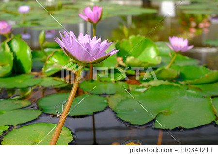 hell lotus 110341211